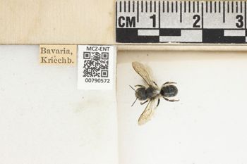 Media type: image;   Entomology 790572 Aspect: Labels